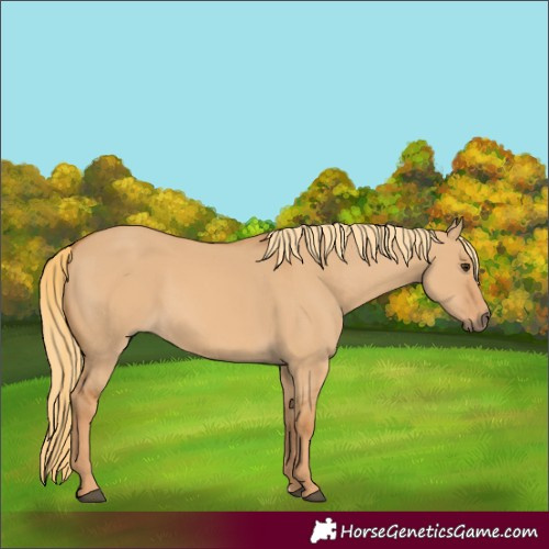 Horse Color:Red Dun 