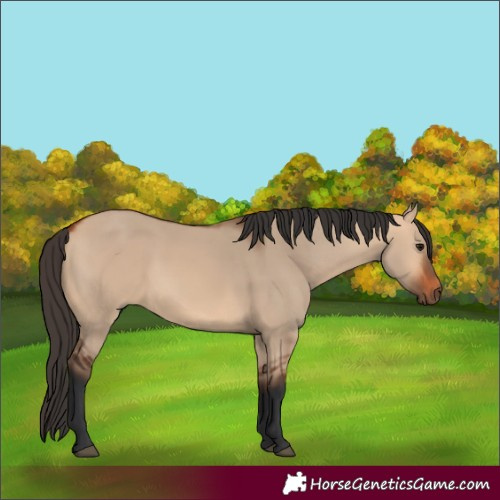 Horse Color:Bay Dun 