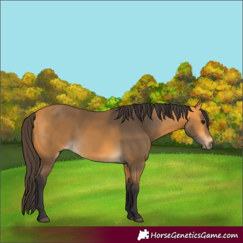 Horse Color:Buckskin 