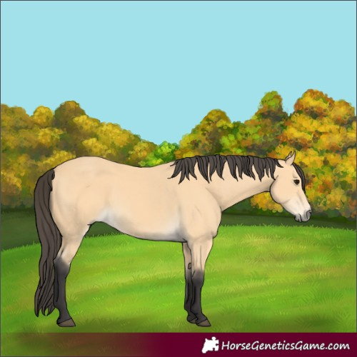 Horse Color:Buckskin 