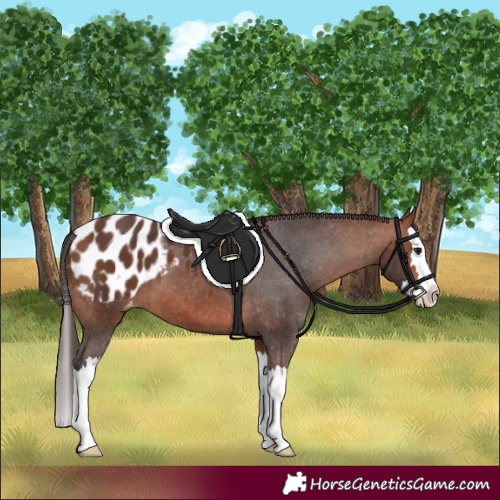 Horse Color:Bay Splash Appaloosa 
