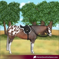 Horse Color:Bay Splash Appaloosa