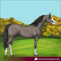 Horse Color:Grullo Splash