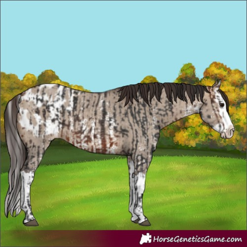 Horse Color:Brown Sabino Splash Blanket  and Brown Dun Sabino Splash Blanket 