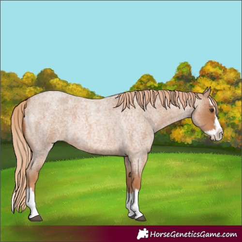 Horse Color:Red Roan Splash 