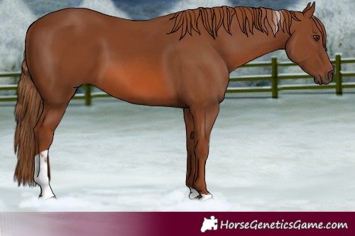 Horse Color:Chestnut Tobiano Rabicano 