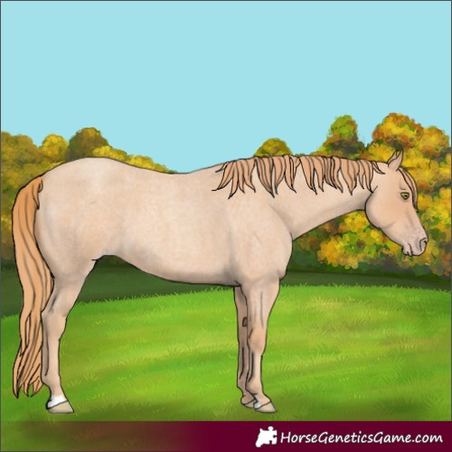 Horse Color:Gold Champagne Roan 