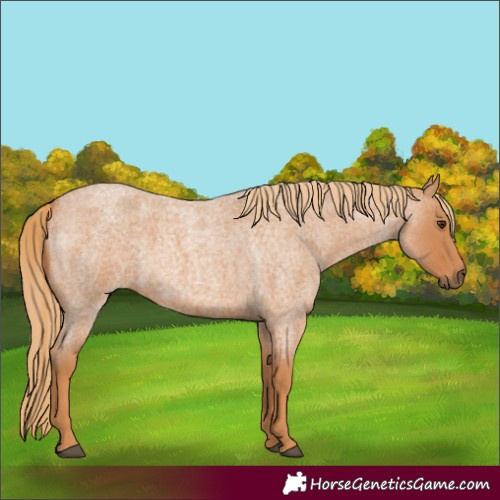 Horse Color:Red Roan 