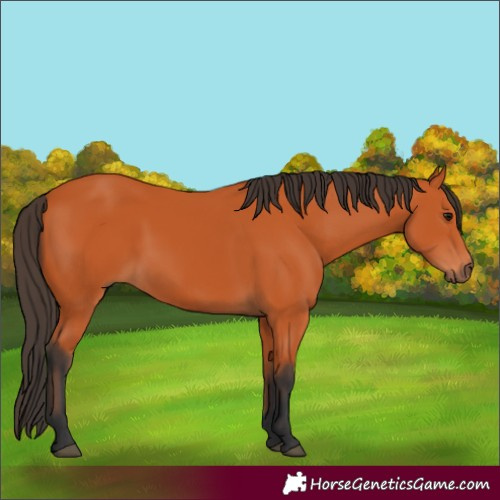 Horse Color:Bay 