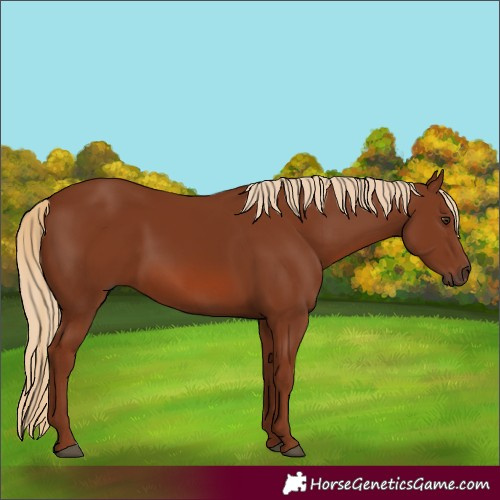 Horse Color:Chestnut 