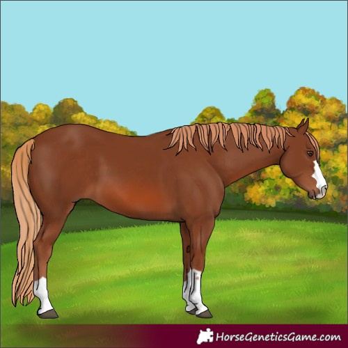 Horse Color:Chestnut 