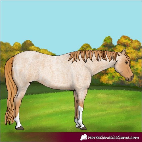 Horse Color:Red Roan Tobiano 