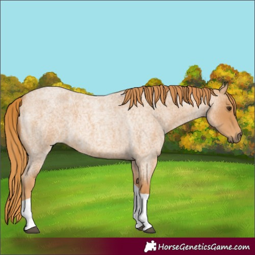 Horse Color:Red Roan Tobiano 