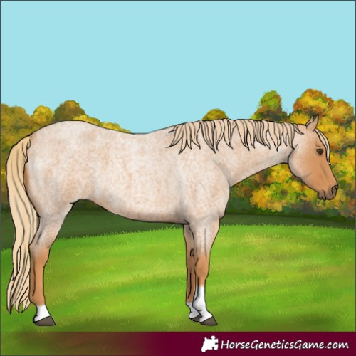 Horse Color:Red Roan Tobiano 