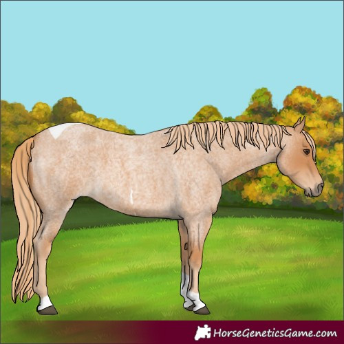 Horse Color:Red Roan Tobiano 