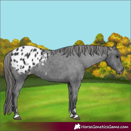 Horse Color:Black Blanket Rabicano 