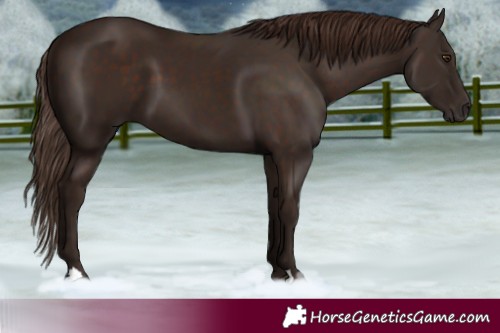 Horse Color:Liver Chestnut 