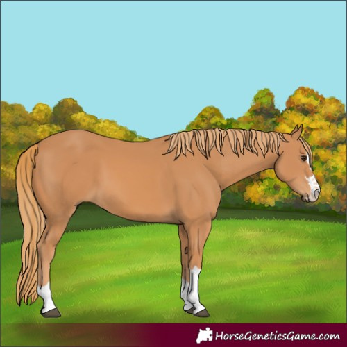 Horse Color:Chestnut 
