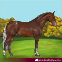 Horse Color:Silver Brown Tobiano Appaloosa 