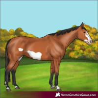 Horse Color:Bay Frame 