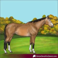 Horse Color:Gray Buckskin 