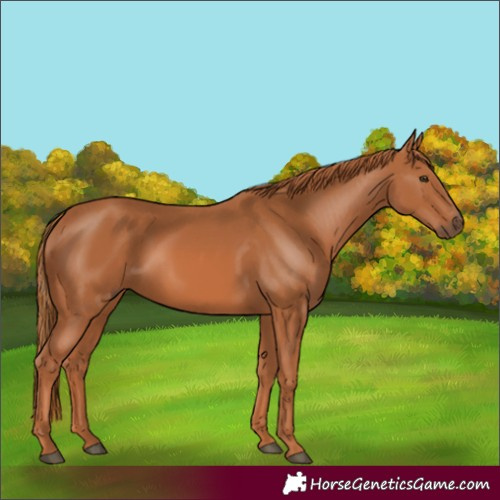 Horse Color:Chestnut 