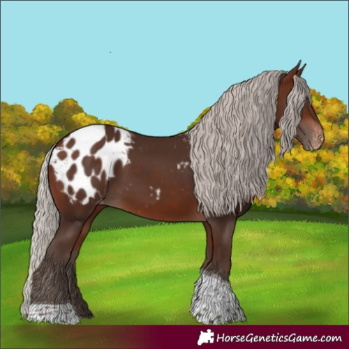 Horse Color:Silver Brown Tobiano Blanket