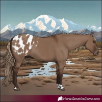 Horse Color:Liver Red Dun Tobiano Appaloosa 