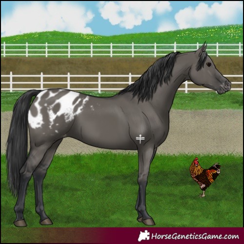 Horse Color:Grullo Appaloosa 