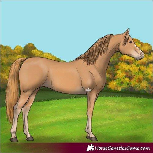 Horse Color:Chestnut Frame 
