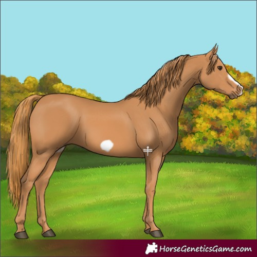 Horse Color:Chestnut Frame 