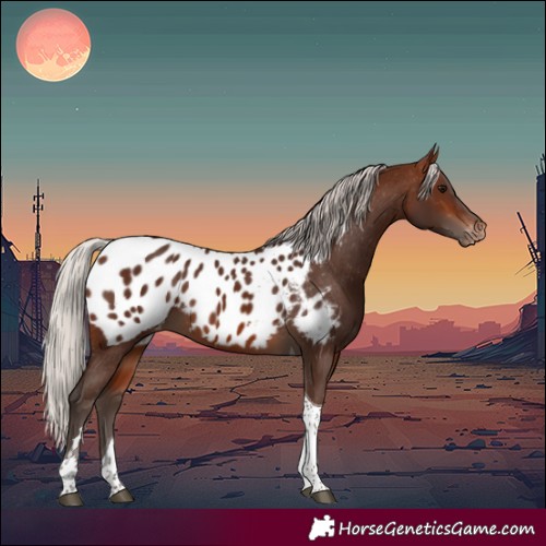 Horse Color:Silver Brown Tobiano Appaloosa