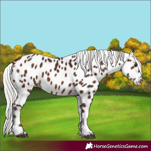 Horse Color:Silver Bay Tobiano Appaloosa 