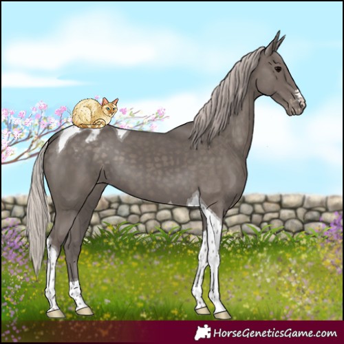 Horse Color:Silver Black Tobiano Blanket 