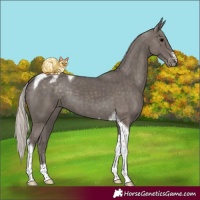 Horse Color:Silver Black Tobiano Appaloosa 