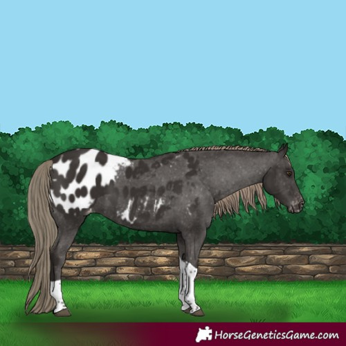 Horse Color:Liver Chestnut Tobiano Appaloosa