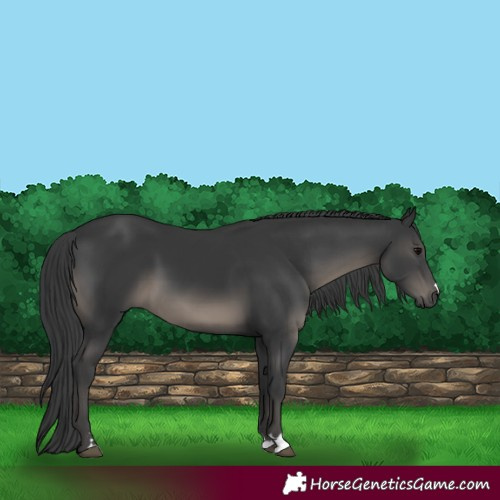 Horse Color:Black 