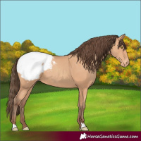 Horse Color:Amber Champagne Appaloosa 
