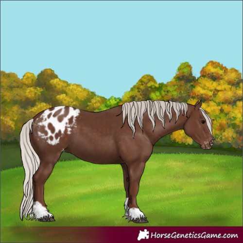 Horse Color:Silver Black Tobiano Appaloosa 