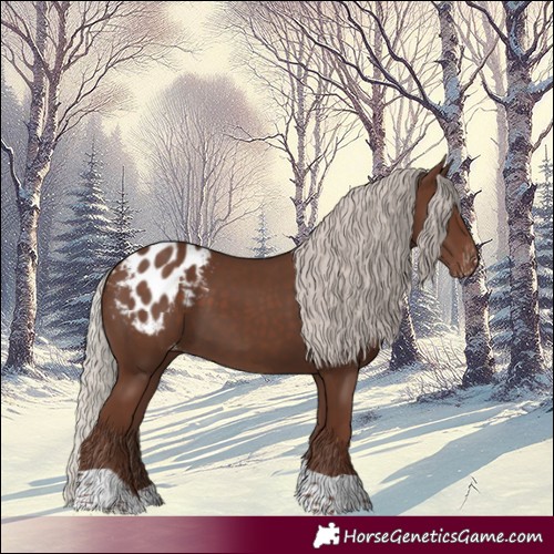 Horse Color:Silver Black Tobiano Appaloosa 