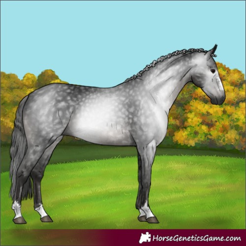 Horse Color:Gray Black 