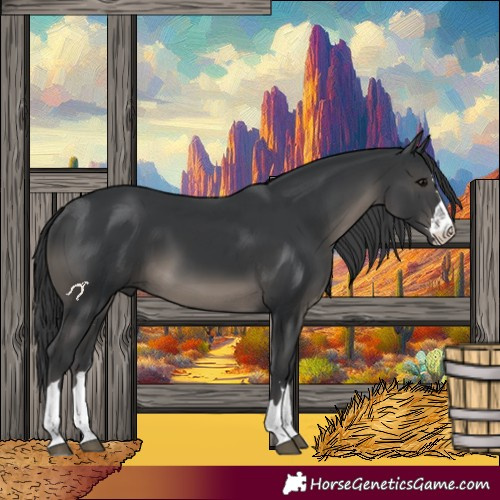 Horse Color:Black 