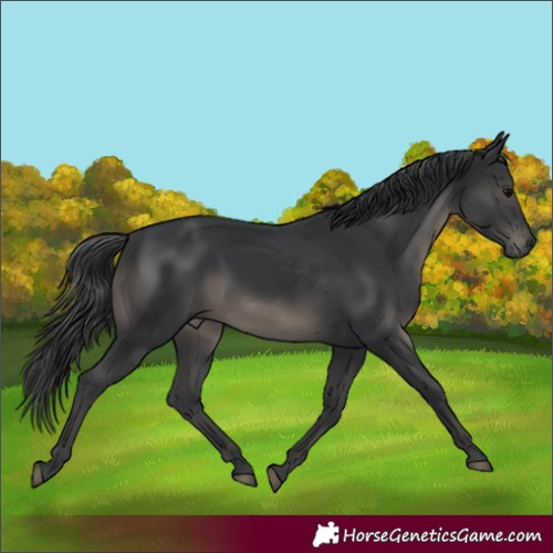 Horse Color:Black 