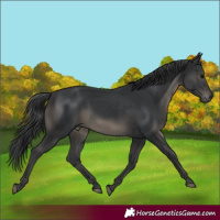 Horse Color:Black 