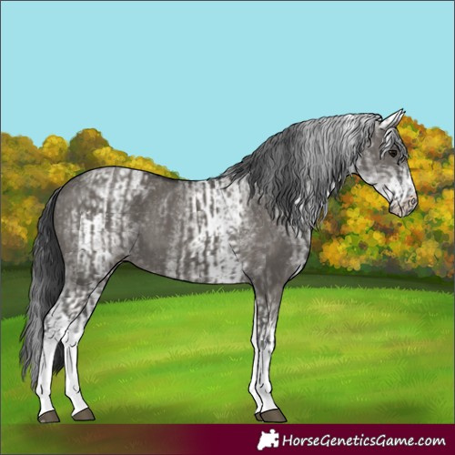 Horse Color:White Spotted Grullo Rabicano and White Spotted Grullo Rabicano