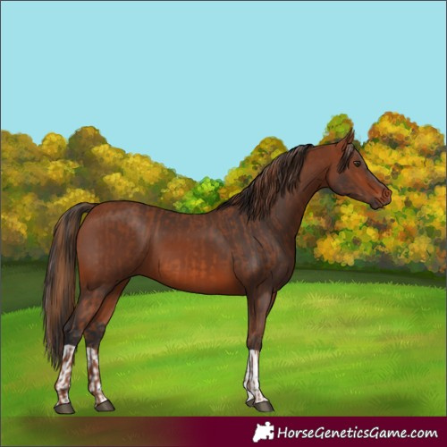 Horse Color:Chestnut  and Bay 