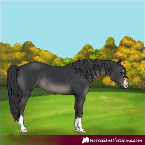 Horse Color:Black 