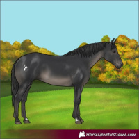 Horse Color:Black 