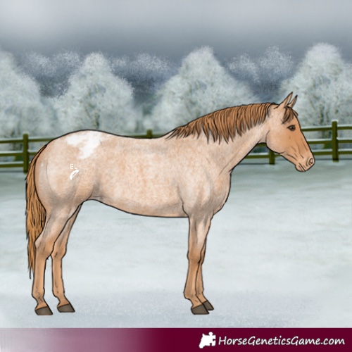 Horse Color:Red Roan Appaloosa