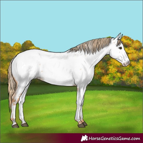 Horse Color:Red Roan Appaloosa 
